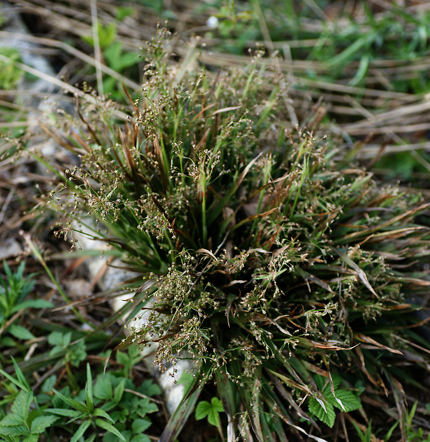 Изображение особи Luzula pilosa.