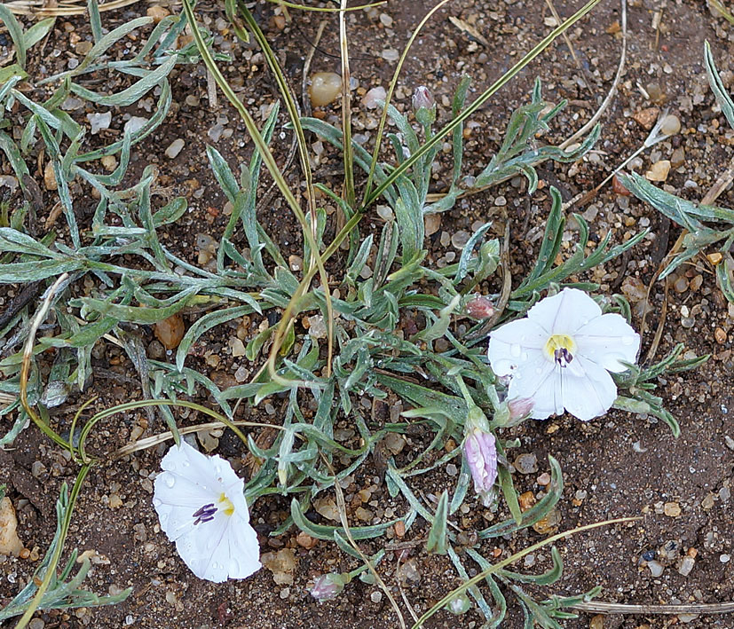 Image of Convolvulus ammannii specimen.