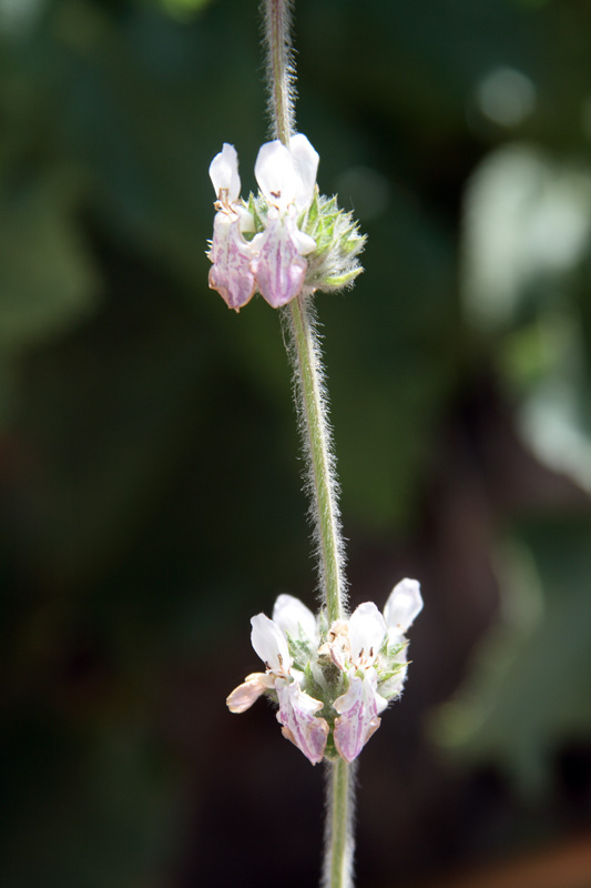 Изображение особи Stachys hissarica.