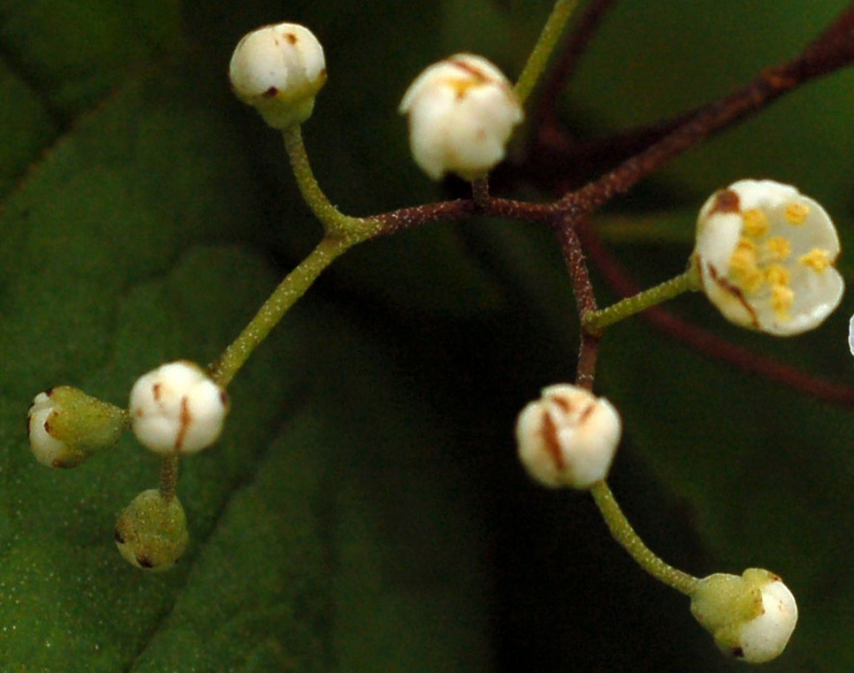 Image of Deutzia parviflora specimen.