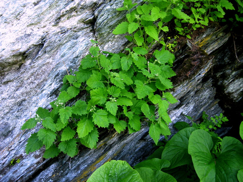 Image of Scrophularia altaica specimen.