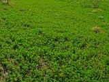 Alchemilla subcrenata