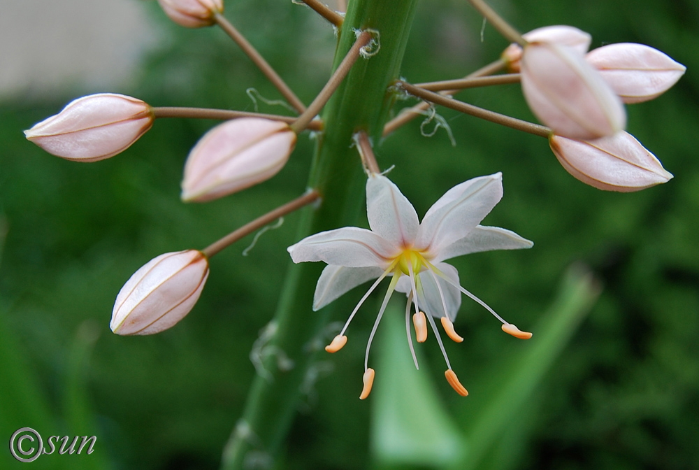 Изображение особи Eremurus robustus.