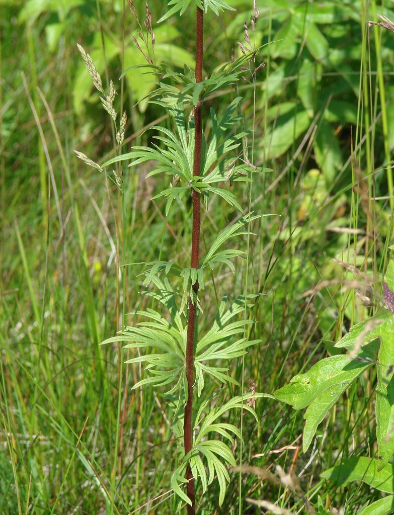 Image of Aconitum baicalense specimen.