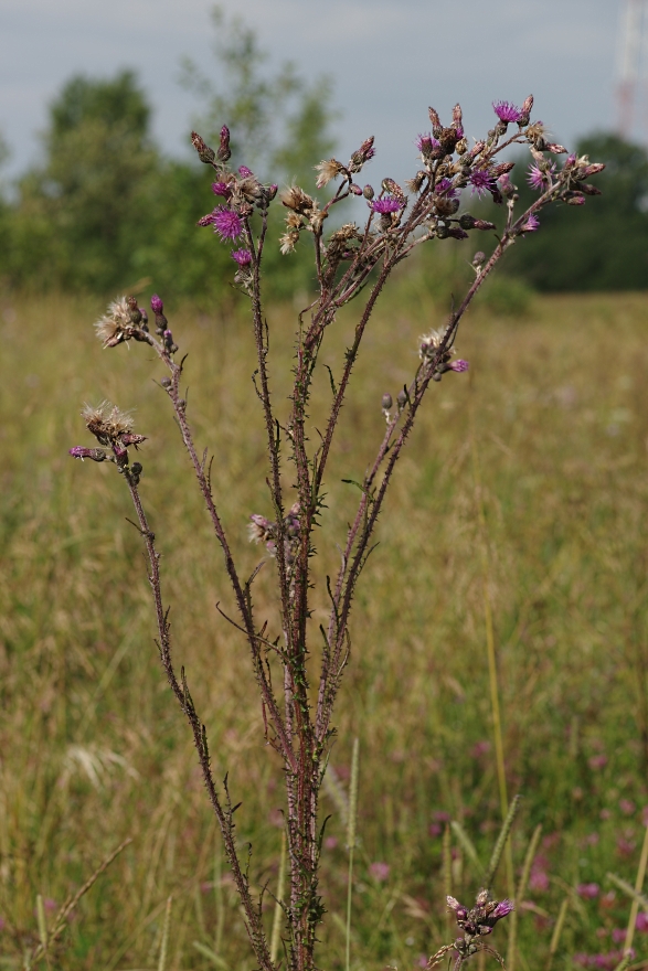 Image of Cirsium palustre specimen.