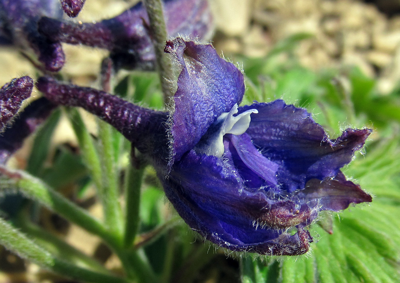 Image of Delphinium brachycentrum ssp. beringii specimen.