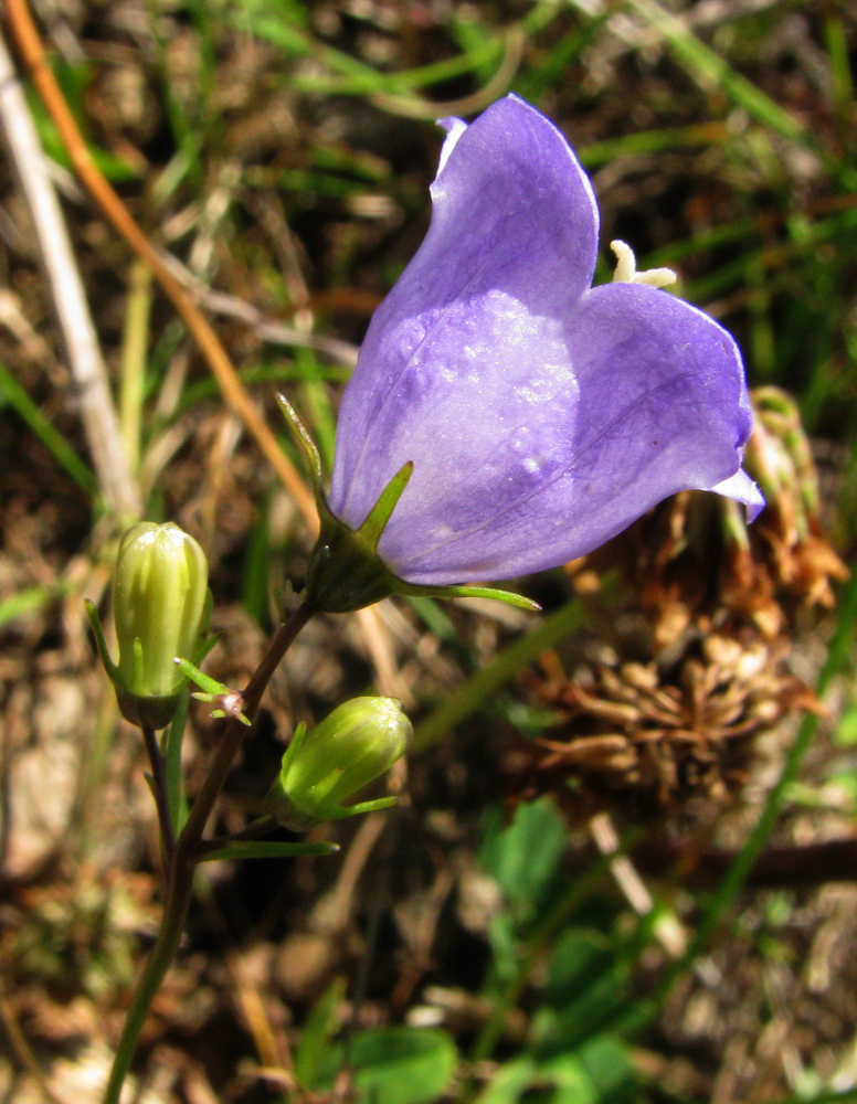 Image of Campanula rotundifolia specimen.