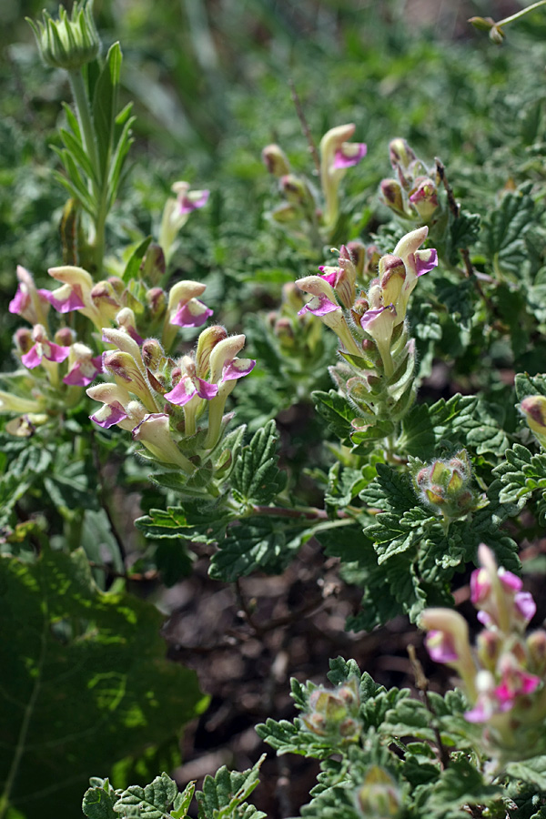 Image of Scutellaria adsurgens specimen.