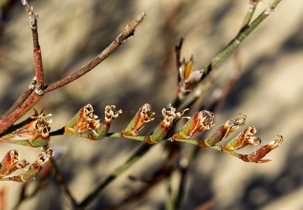 Image of Limonium virgatum specimen.