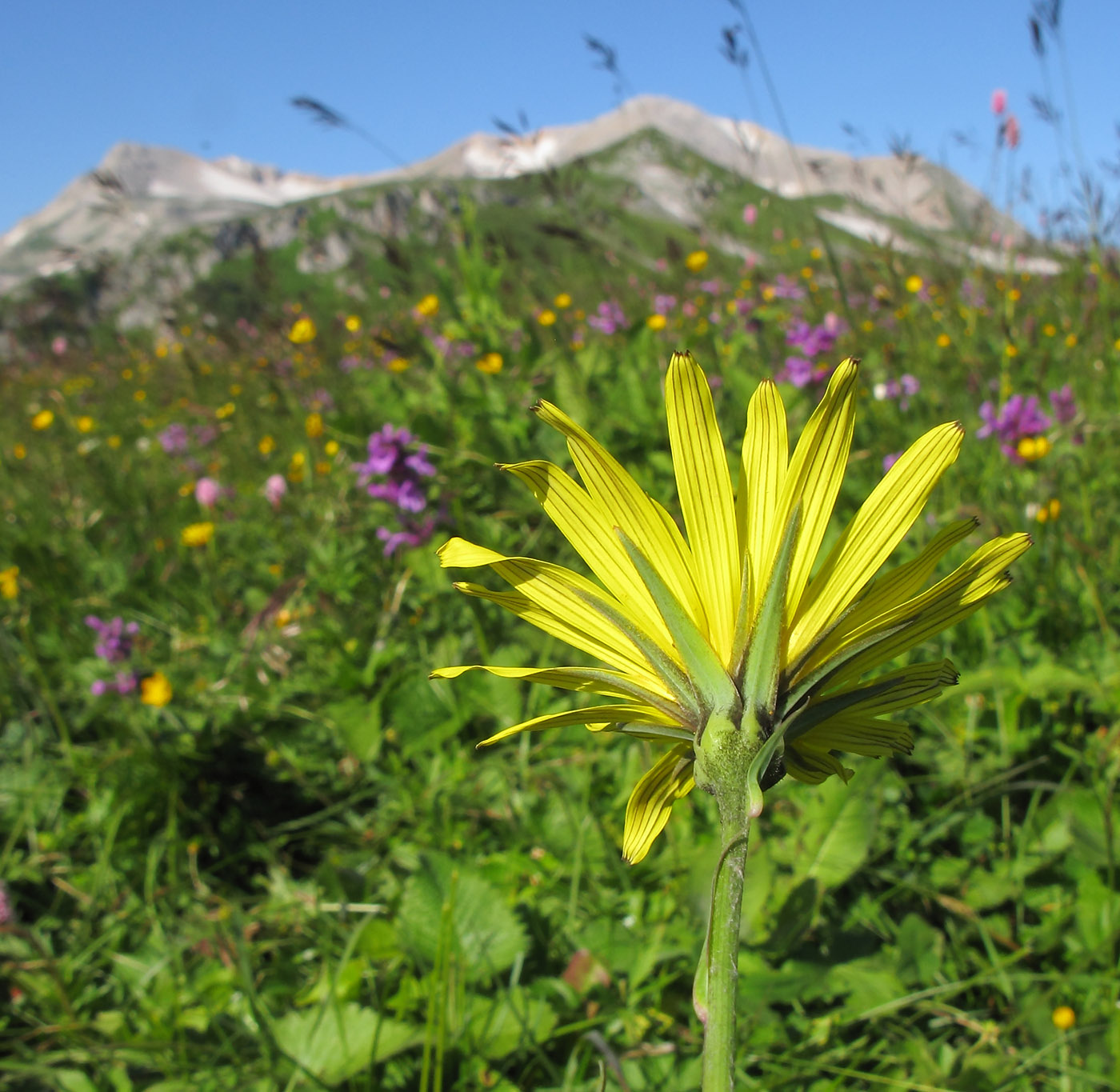 Image of Tragopogon reticulatus specimen.