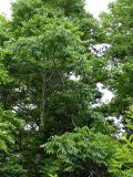 Phellodendron sachalinense. Взрослое дерево. Курильские о-ва, Кунашир, окр. дачного пос. Третьяково. 18 июля 2015 г.
