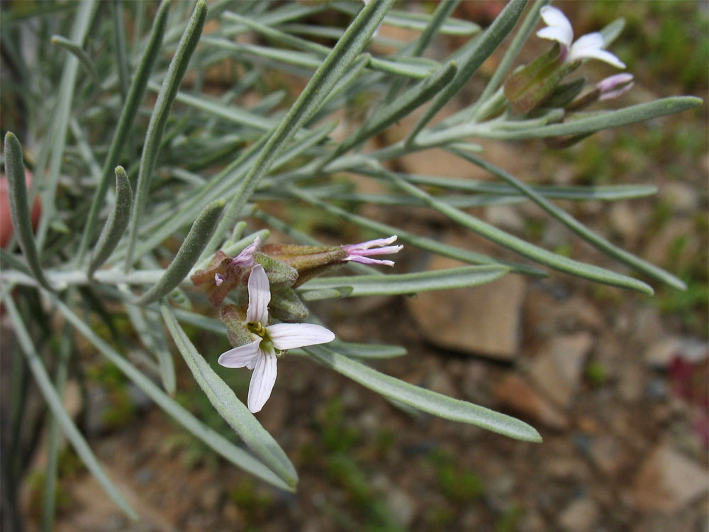 Image of Parolinia ornata specimen.