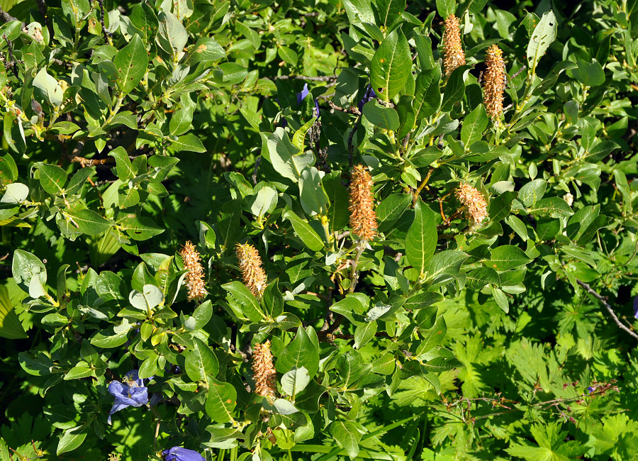 Image of genus Salix specimen.