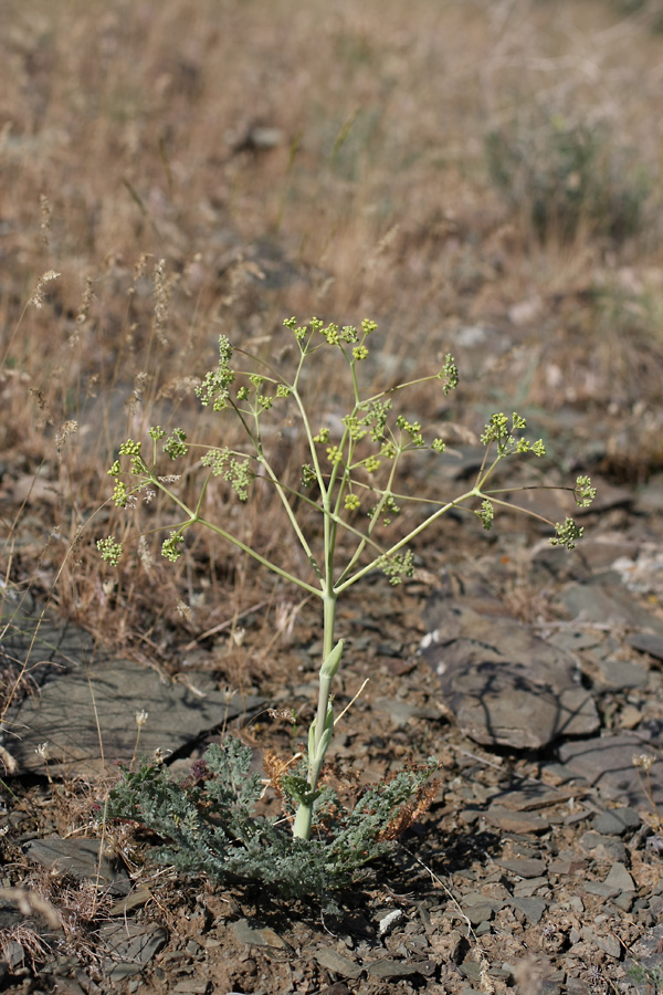 Изображение особи Ferula karataviensis.