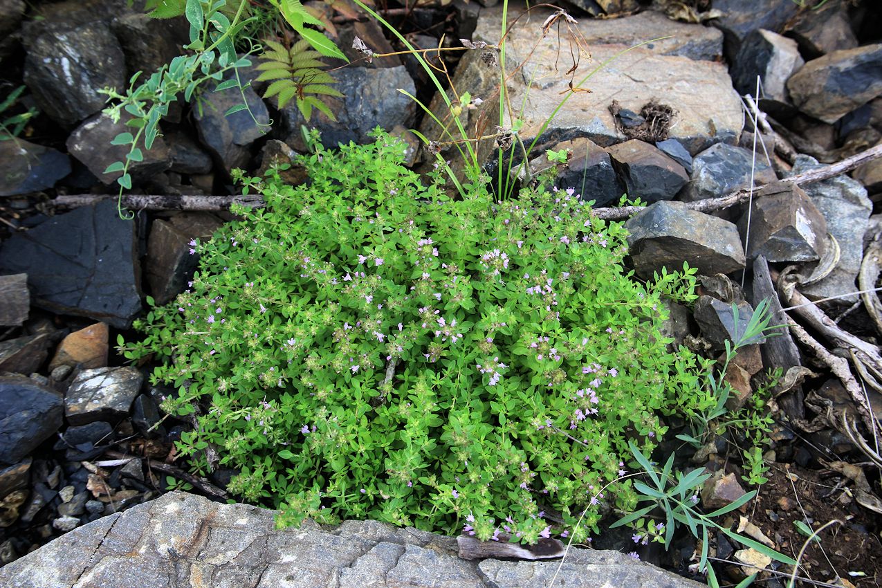 Image of Thymus nervulosus specimen.