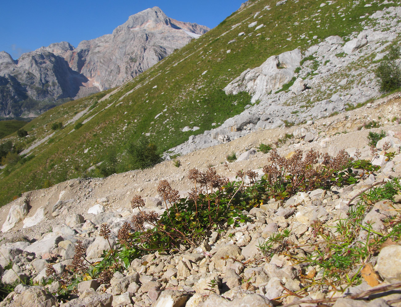 Image of Thymus nummularius specimen.