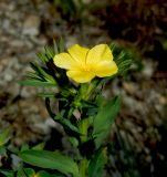 Linum nodiflorum