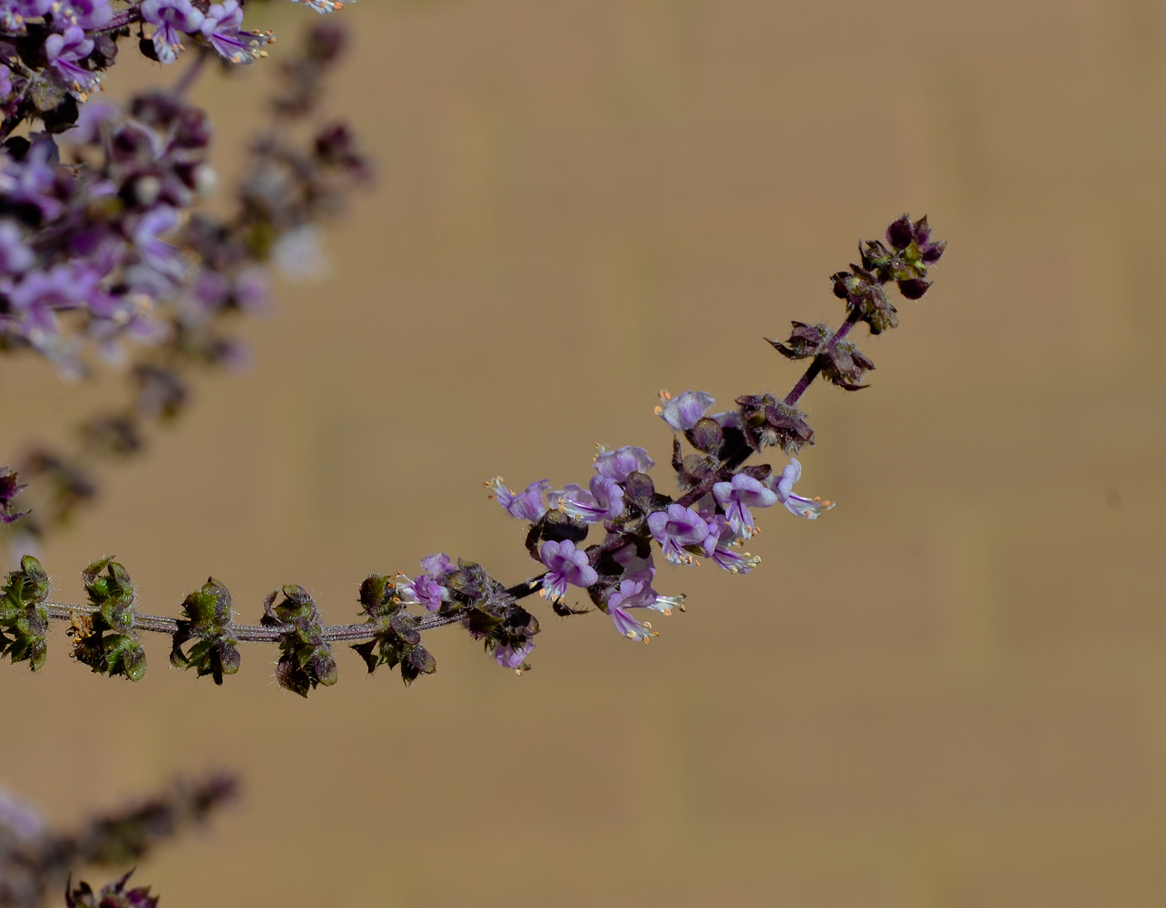 Image of genus Ocimum specimen.