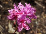 Rhododendron mucronulatum. Соцветие. Приморье, окр. г. Находка, мыс Пассека, на вершине хребта. 08.05.2015.