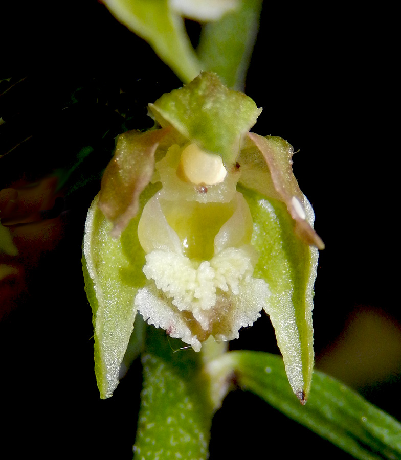 Изображение особи Epipactis microphylla.