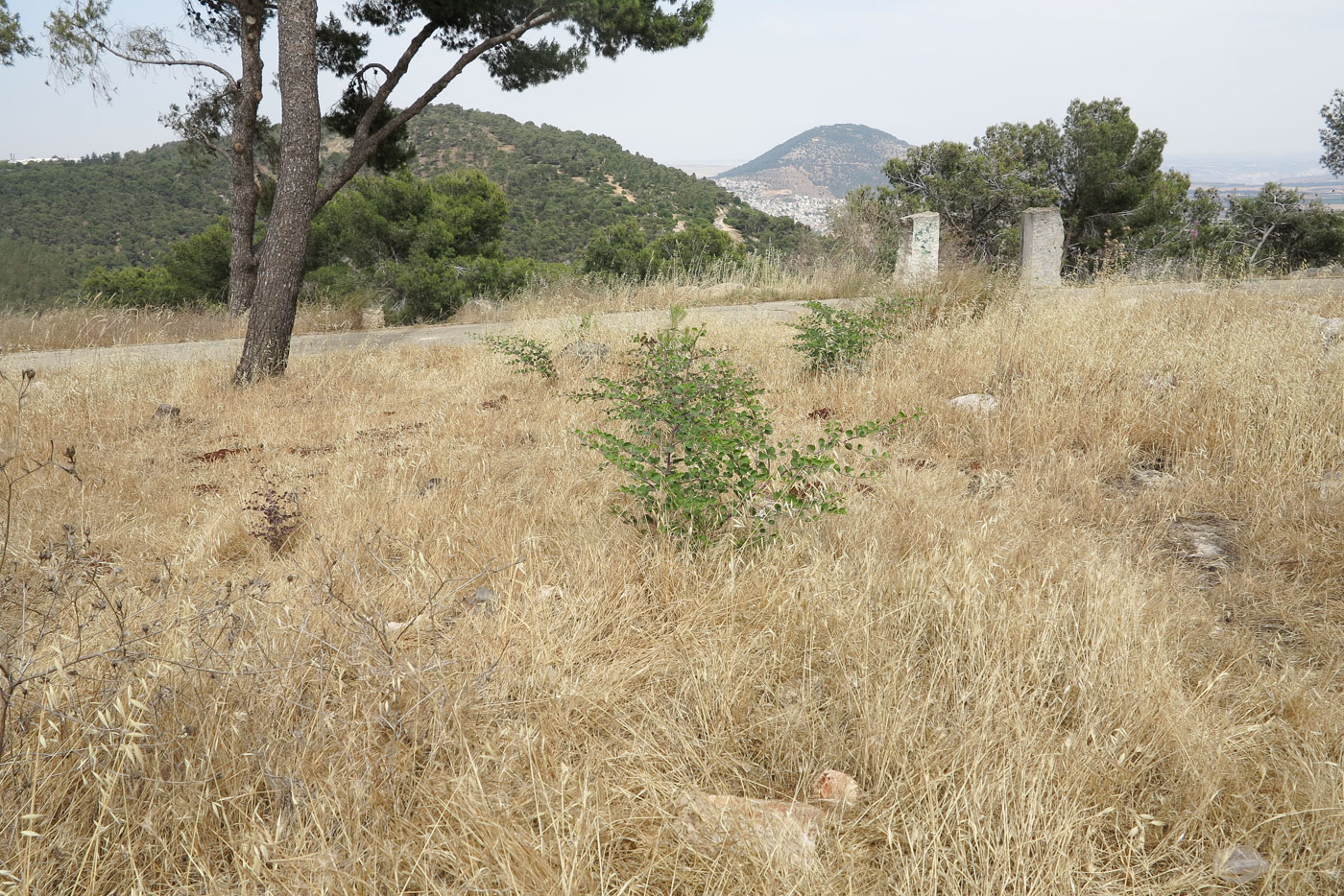 Image of Capparis zoharyi specimen.