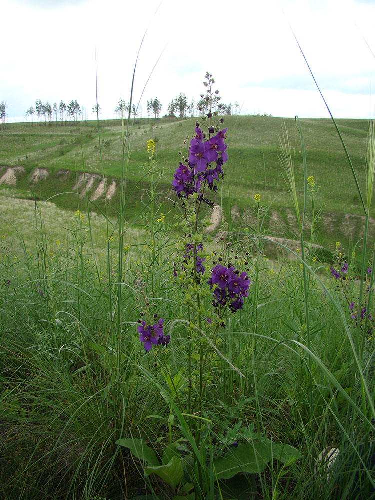 Image of Verbascum phoeniceum specimen.