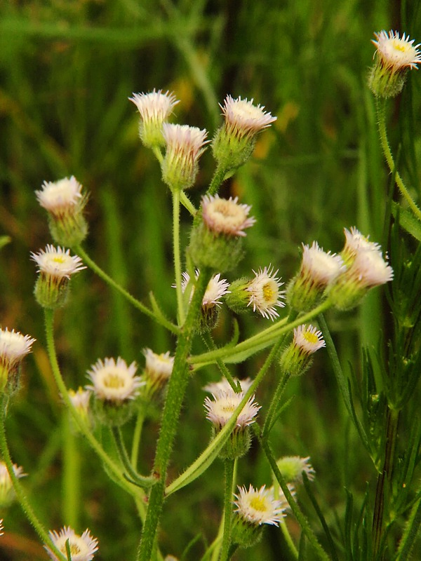 Image of Erigeron acris specimen.