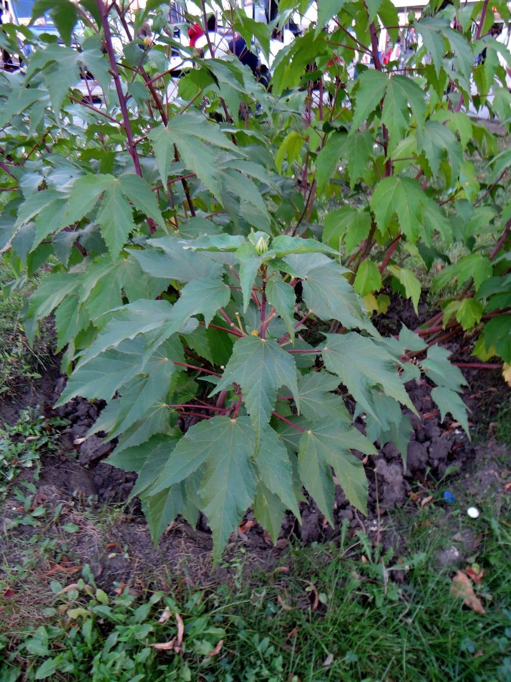 Image of Hibiscus &times; hybridus specimen.