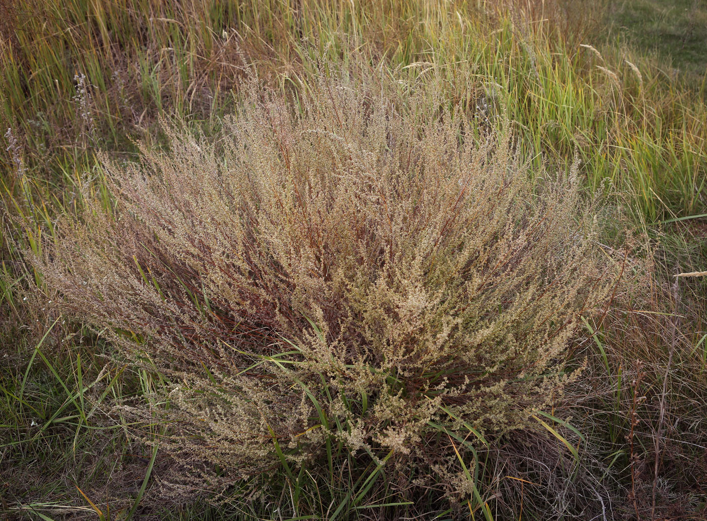 Изображение особи Artemisia campestris.