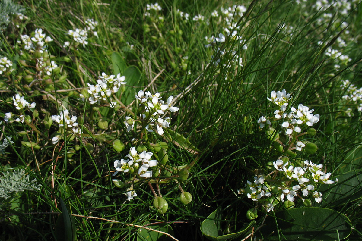 Image of Cochlearia anglica specimen.