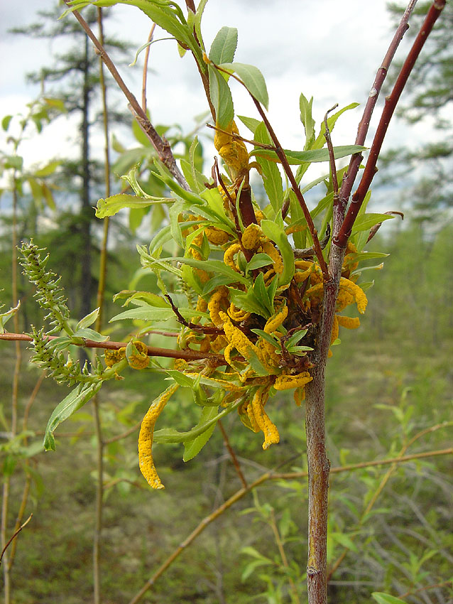 Image of Salix boganidensis specimen.