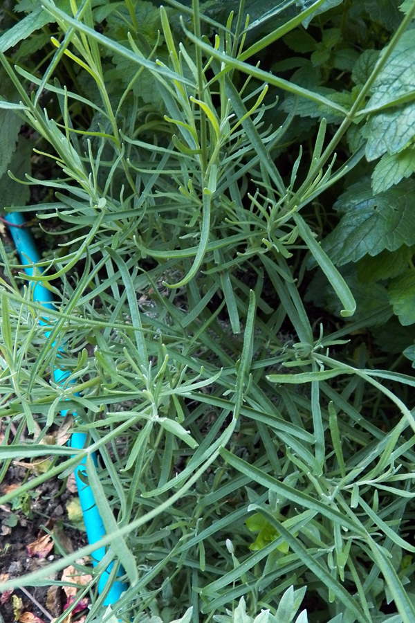 Image of Lavandula angustifolia specimen.