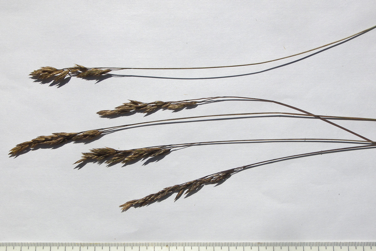 Image of Festuca djimilensis specimen.