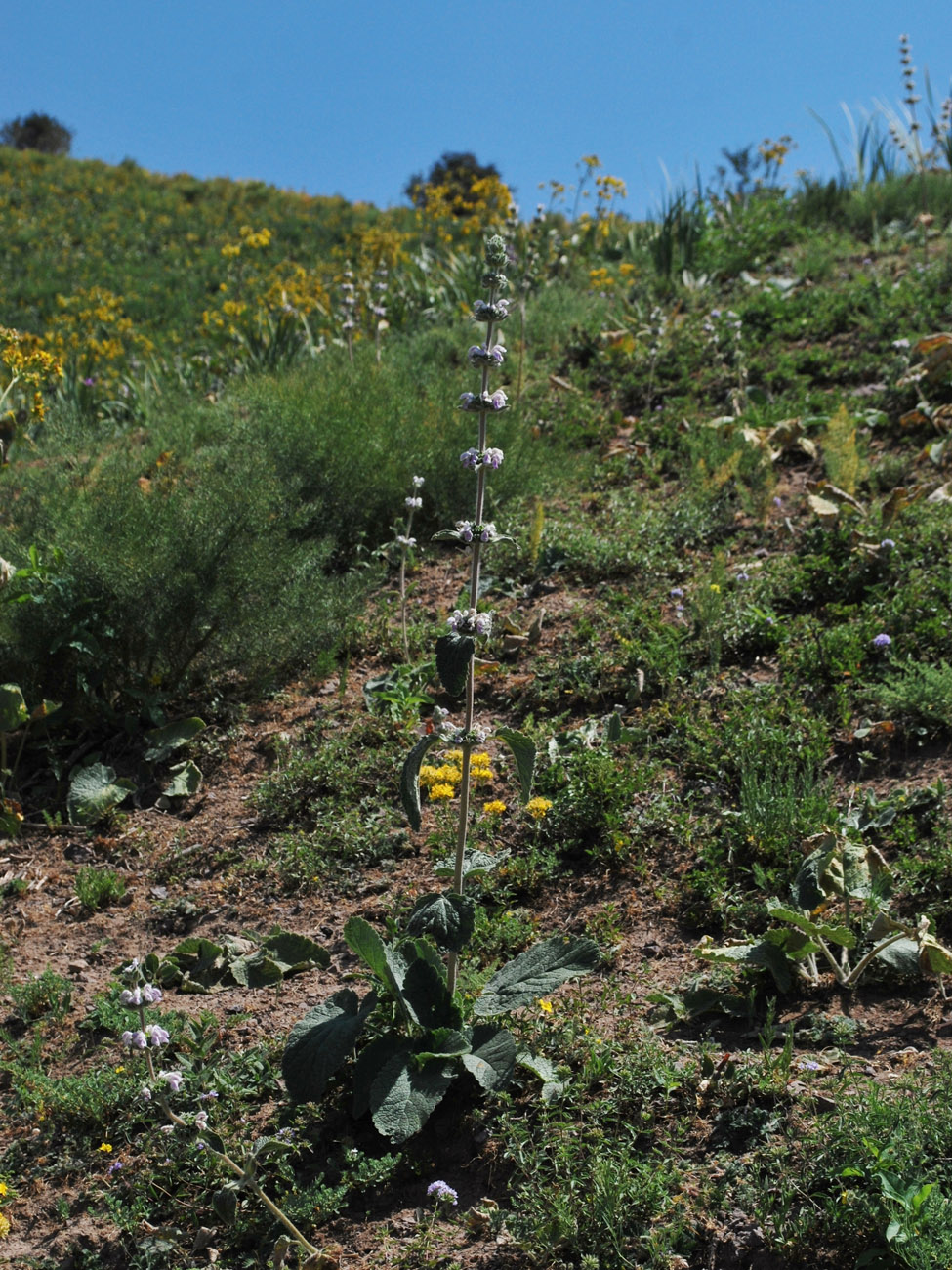 Image of Phlomoides ostrowskiana specimen.