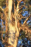 Eucalyptus viminalis. Средняя часть ствола, части скелетных ветвей и опавшая кора. Абхазия, г. Сухум, в культуре. 7 марта 2016 г.