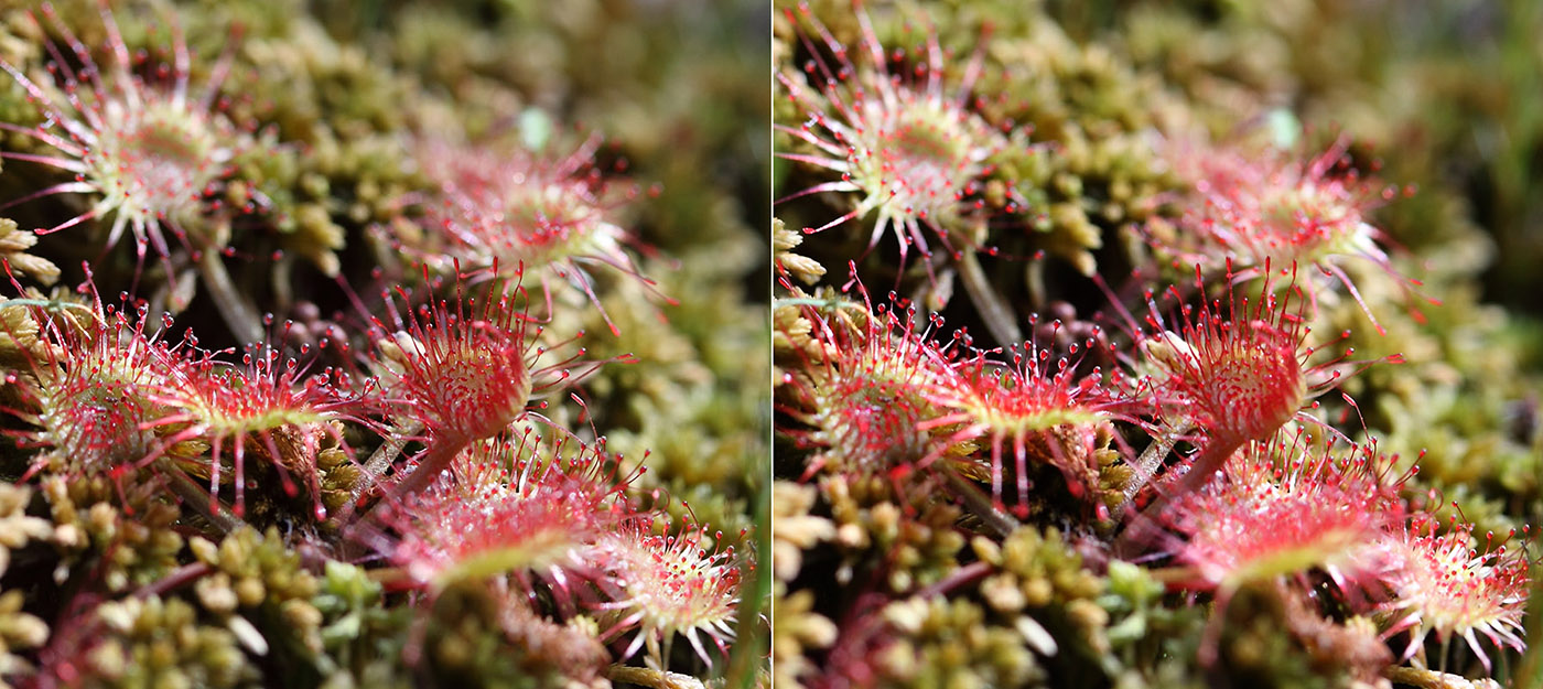 Image of Drosera rotundifolia specimen.