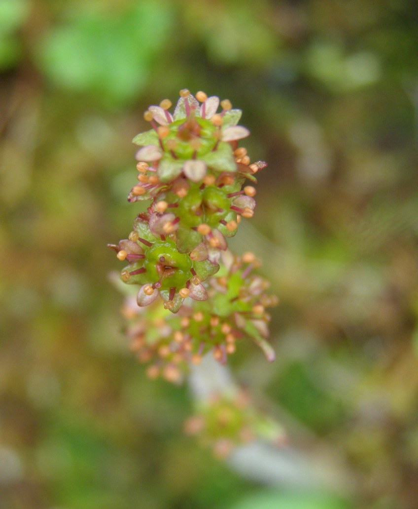 Изображение особи Micranthes hieraciifolia.