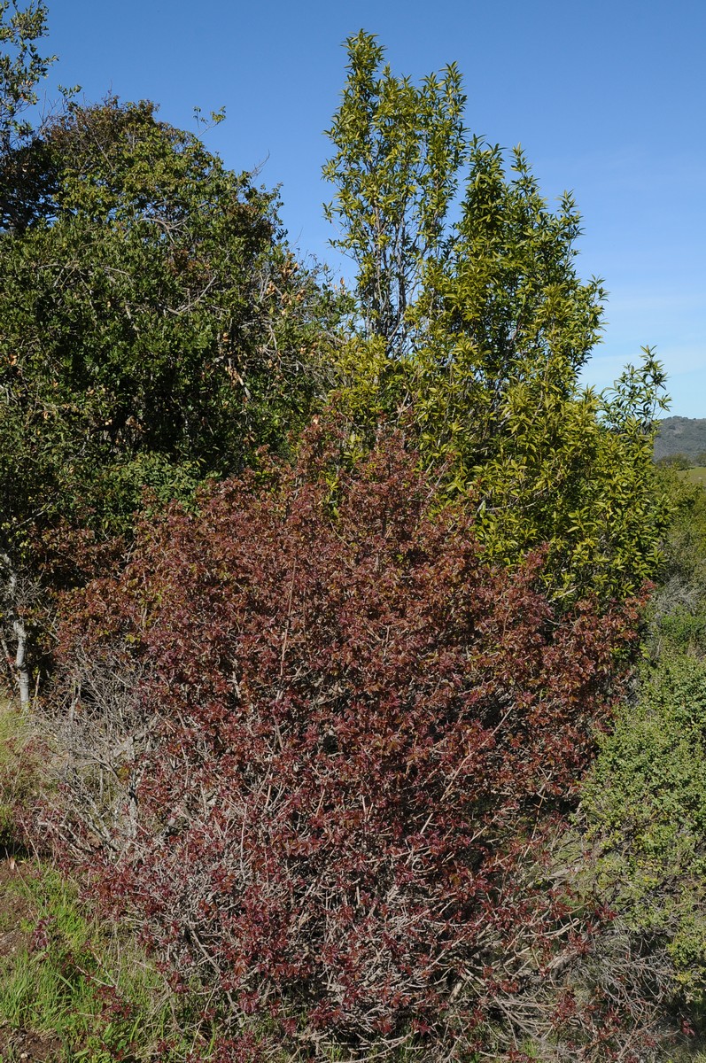 Image of Toxicodendron diversilobum specimen.