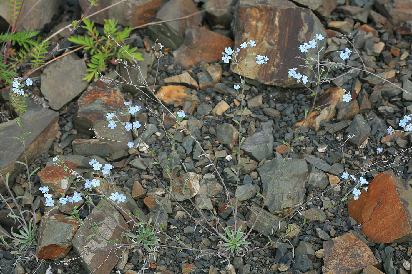 Image of Eritrichium incanum specimen.