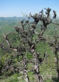 Pseudevernia furfuracea. Талломы на мёртвом Juniperus. Краснодарский край, Абинский р-н, гора Папай, склон вершины Западный Папай. 30.04.2017.