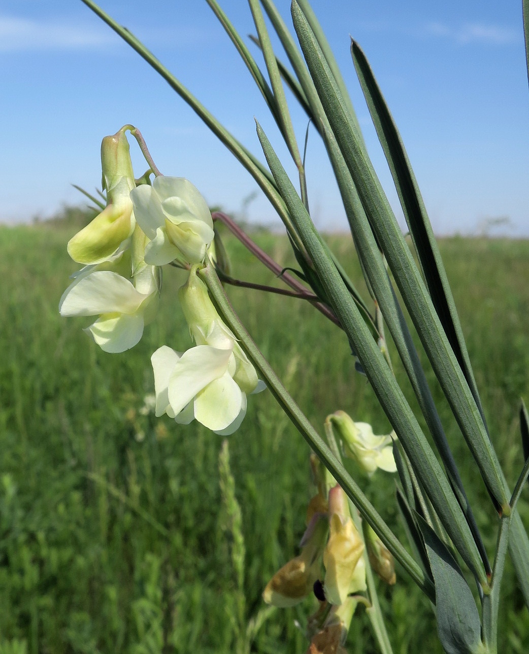 Image of Lathyrus lacteus specimen.