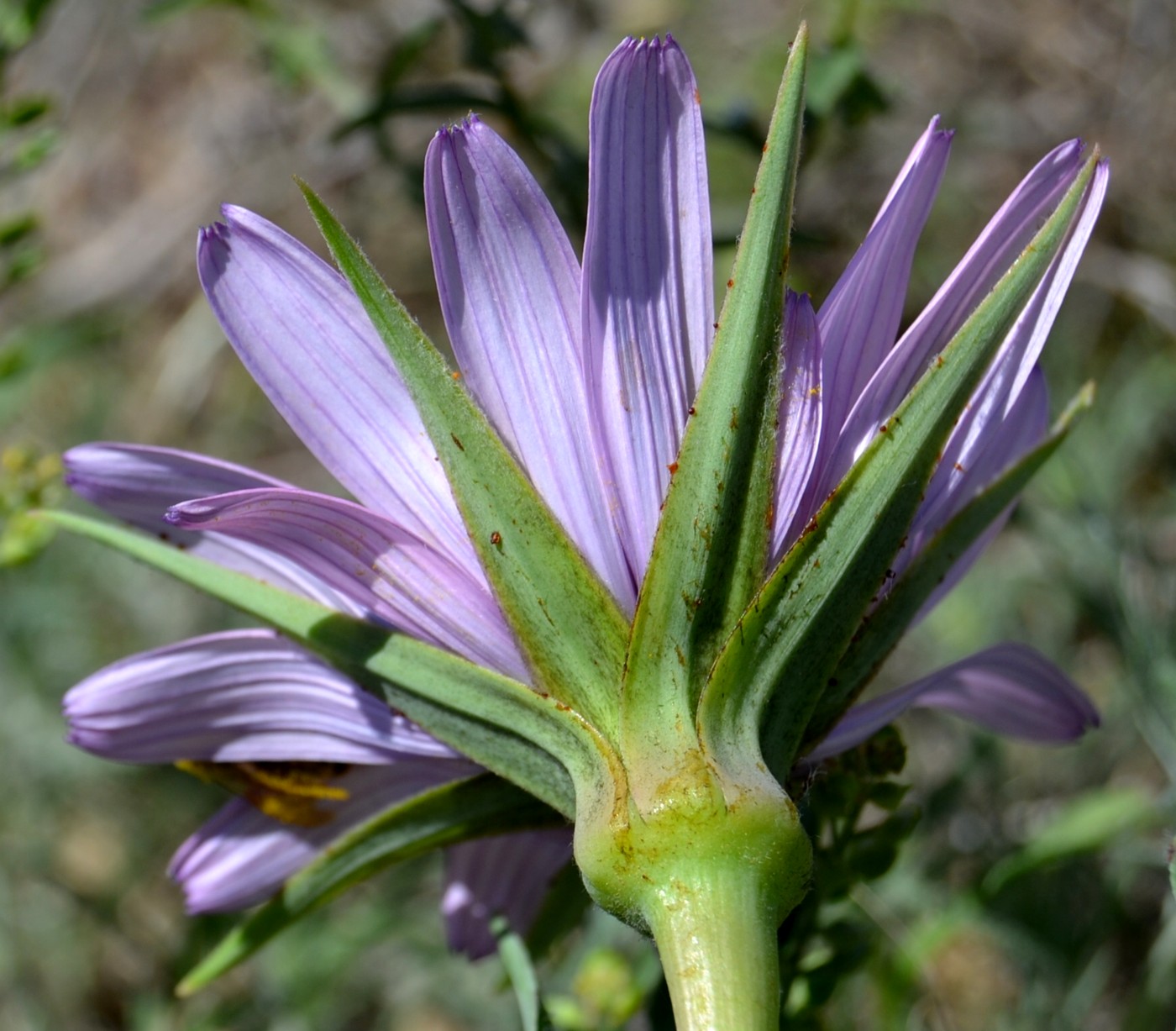 Изображение особи Tragopogon marginifolius.