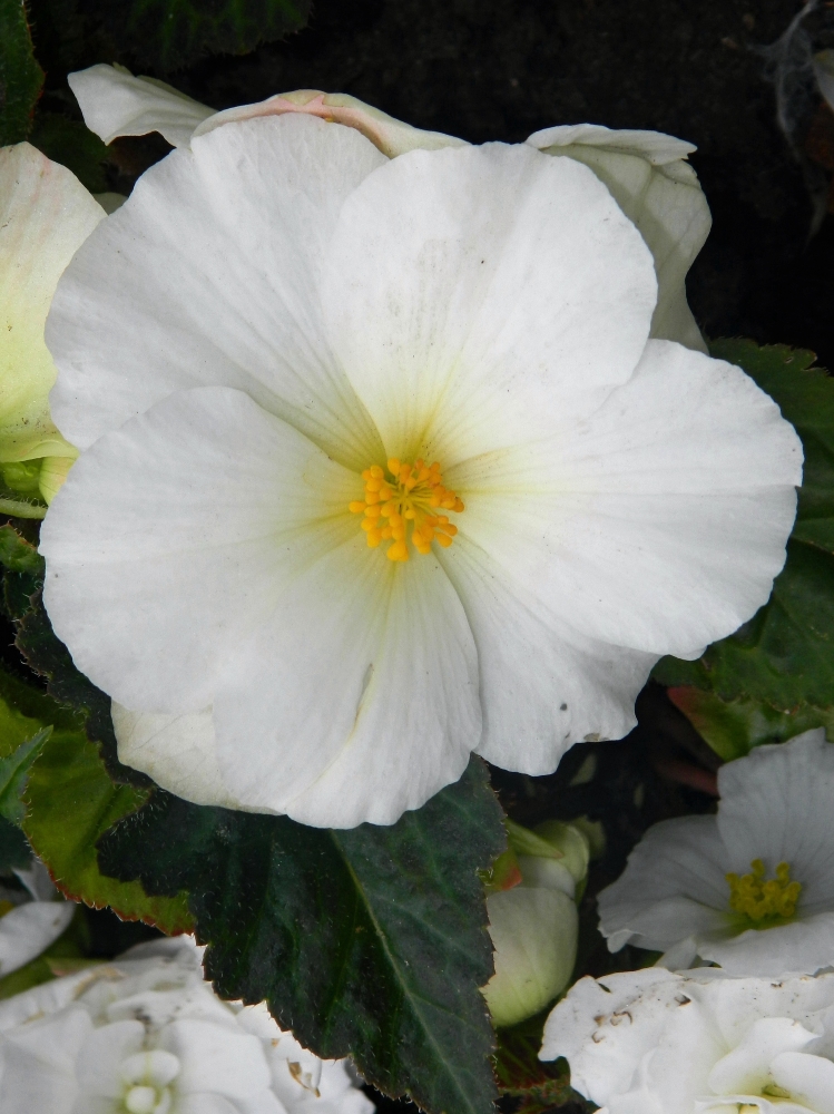 Image of Begonia &times; tuberhybrida specimen.