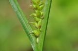 Carex dispalata