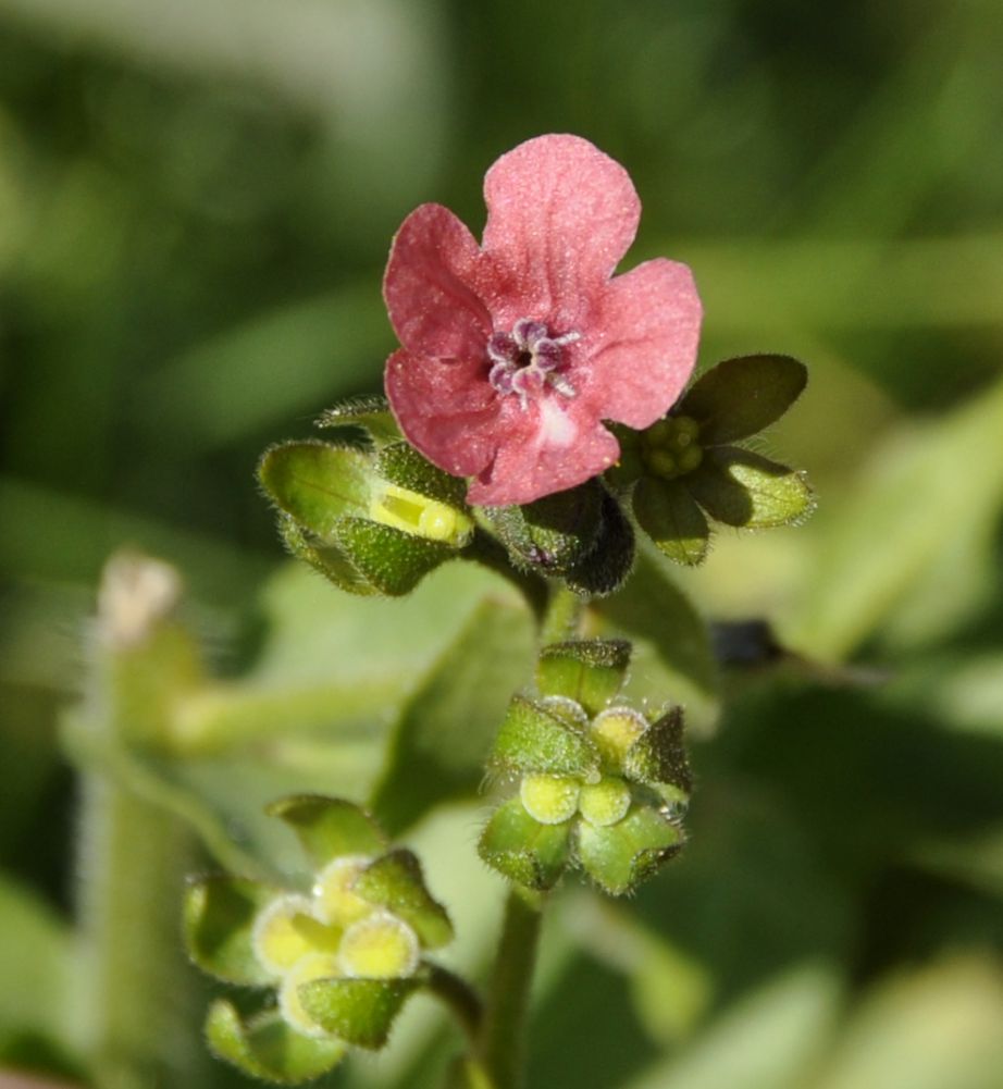 Image of Cynoglossum hungaricum specimen.