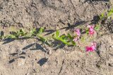 Lathyrus tuberosus