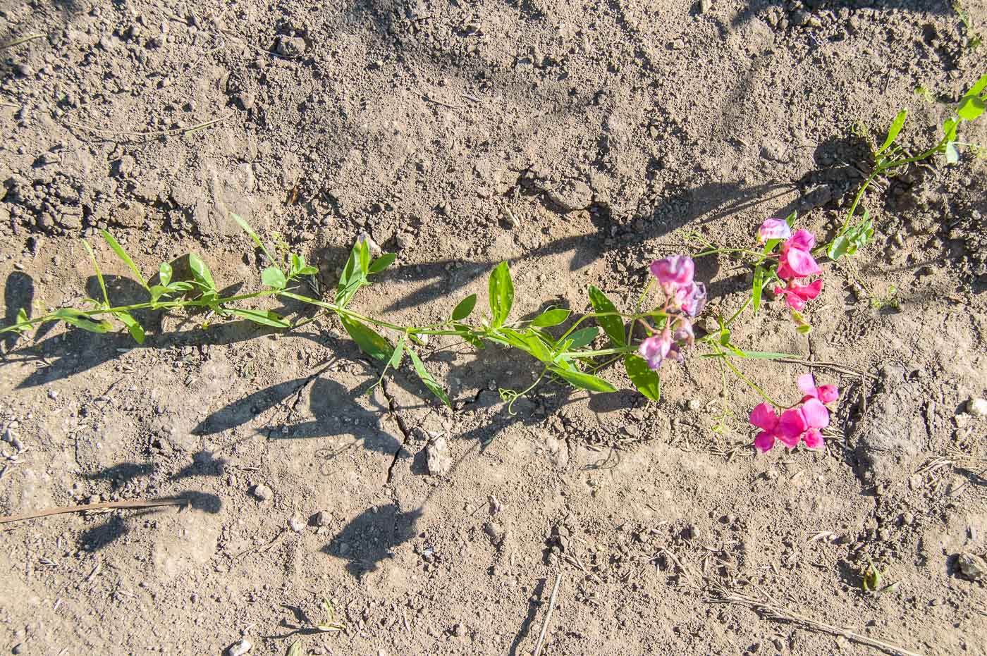 Image of Lathyrus tuberosus specimen.