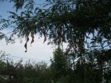 Gleditsia triacanthos. Ветви плодоносящего дерева. Волгоград, Региональный Ботсад на Красном. 26.07.2016.