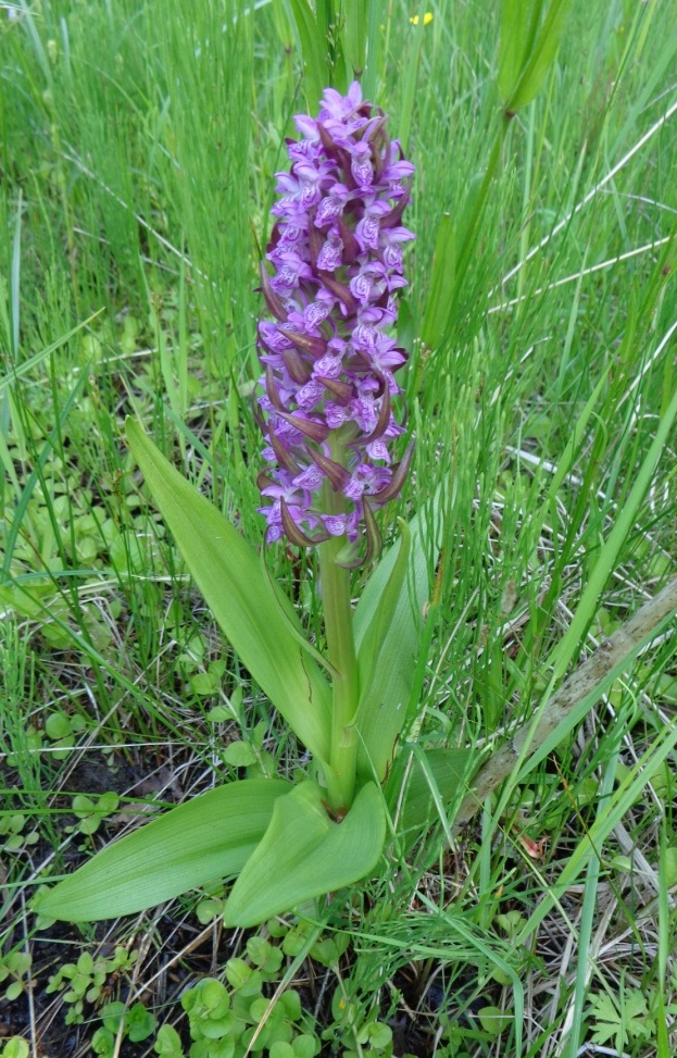 Изображение особи Dactylorhiza incarnata.