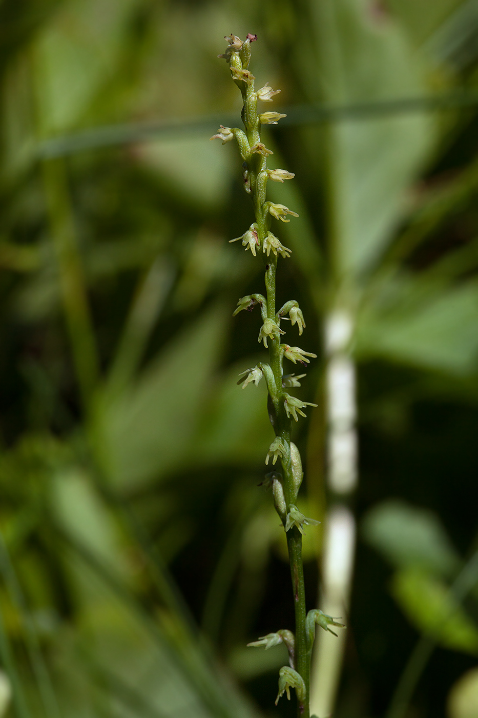 Изображение особи Herminium monorchis.